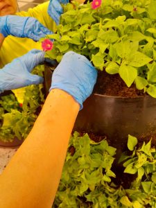 Kukkapylvään istutus