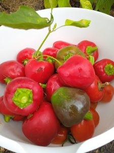 Könkkölän kasvihuoneessa kasvatetaan paprikaa