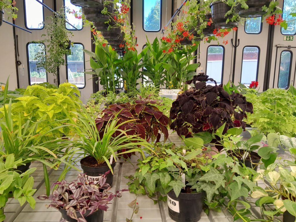 Runsaasti viherkasveja.