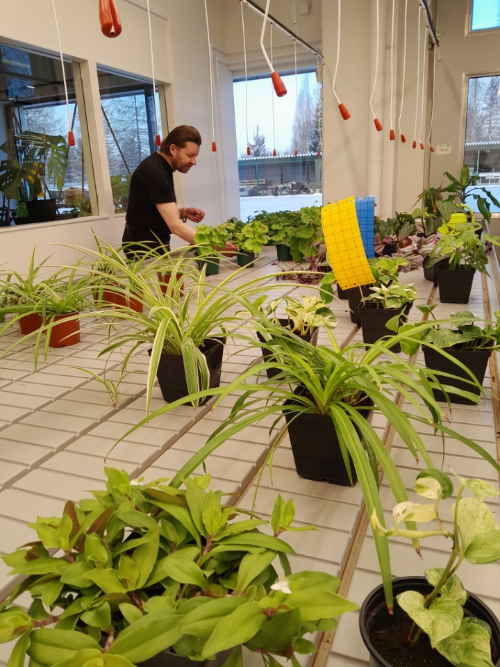 Viherkasvien taimia ruukuissa.